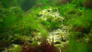 光合作用海潜水员触摸氧气泡沫合成藻类绿色红色的藻类水下<strong>岩石</strong>浒苔石莼铈多音海湾敖德萨<strong>黑色</strong>的海
